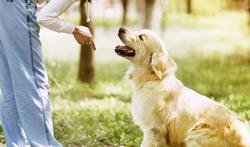 Nieuw dossier: Hoe maak je je hond duidelijk dat jij de baas bent