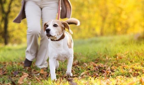 Wil Je Meer Bewegen? Koop Een Hond 