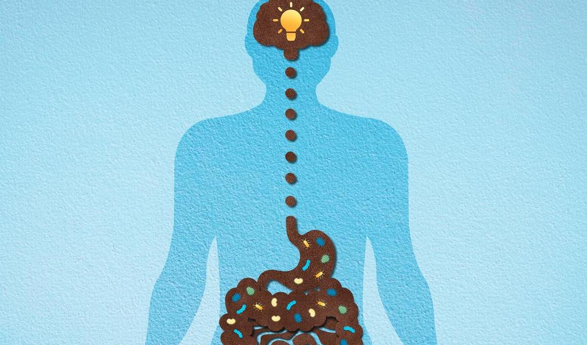 how-the-gut-brain-axis-affects-mood-and-behavior-the-connection